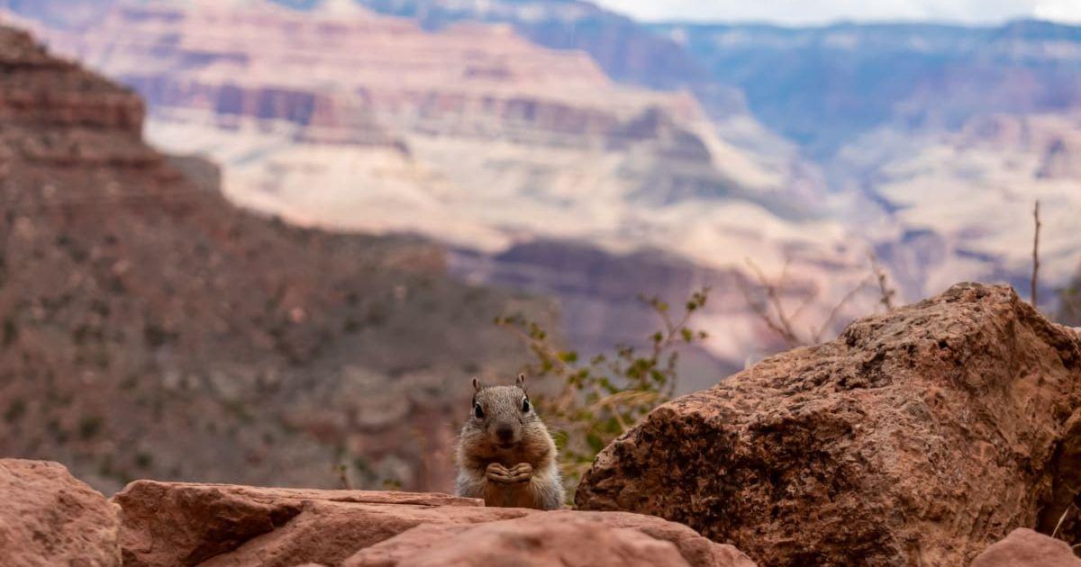 Close-up view of a cute squirrel standing on a rock formation along the Bright Angel hiking trail, South Rim of Grand Canyon National Park. (Representative Cover Image Source: Getty Images | 	Christopher Moswitzer)