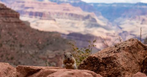 Close-up view of a cute squirrel standing on a rock formation along the Bright Angel hiking trail, South Rim of Grand Canyon National Park. (Representative Cover Image Source: Getty Images | Christopher Moswitzer)