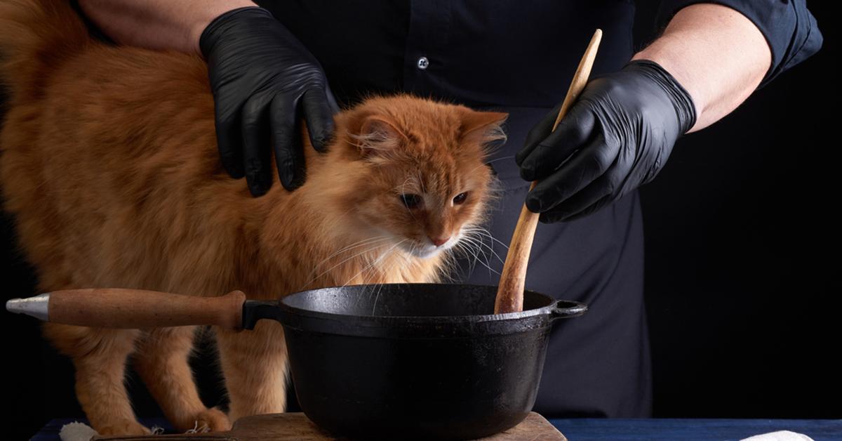 environmentally friendly cat food cook for cat