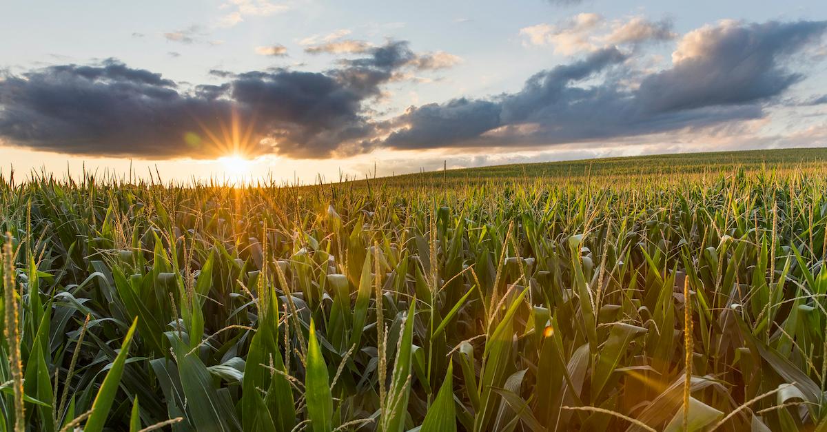 what-is-alley-cropping-behind-the-sustainable-farming-method