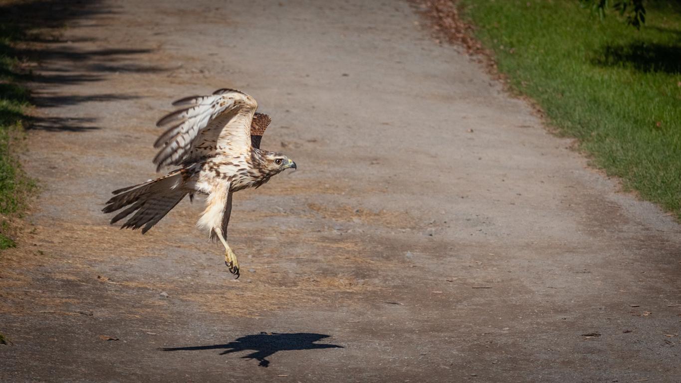 A red-shouldered hawk appears towards a dirt pathway as it lands from flight.