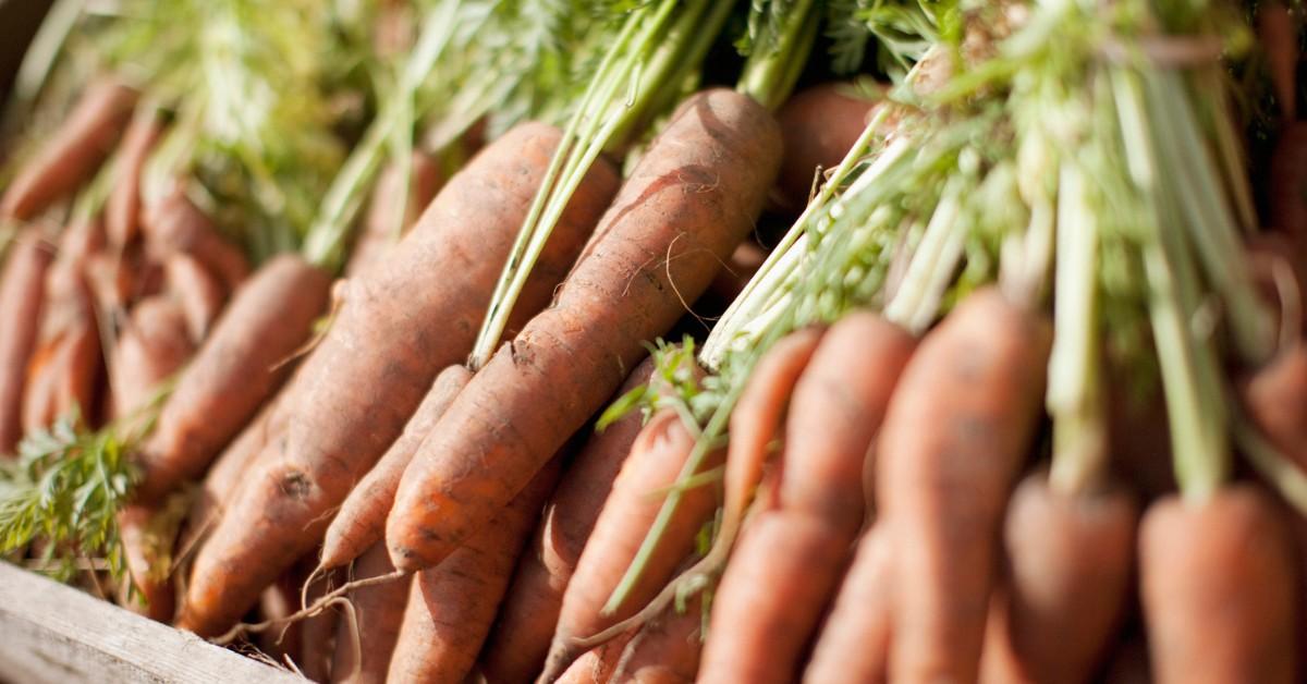 Closeup of recently harvested carrots