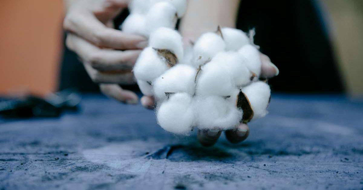 Person holding cotton balls. (Representative Cover Image Source: Pexels | Teora Swift)