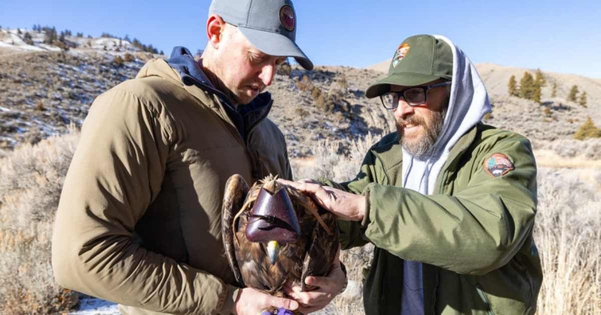 Golden eagle capture: fitting the eagle for a GPS backpack. (Cover Image Source: Flickr | Photo by Yellowstone National Park)