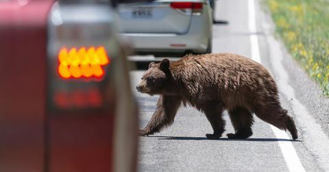 A bear crosses a busy road in Yellowstone National Park