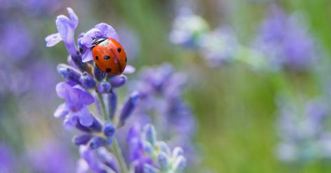 Ladybug on a lavender flower.