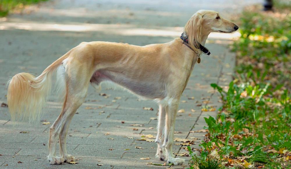 A Saluki in a park. 