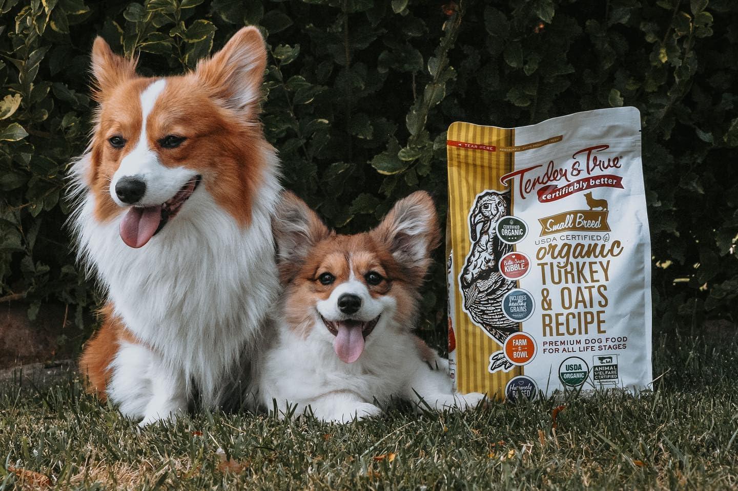 Two corgis sit in grass alongside Tender & True bag of dog food.