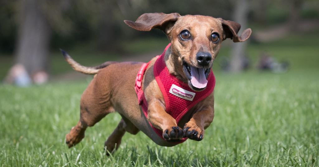 How to Cool Down a Dog