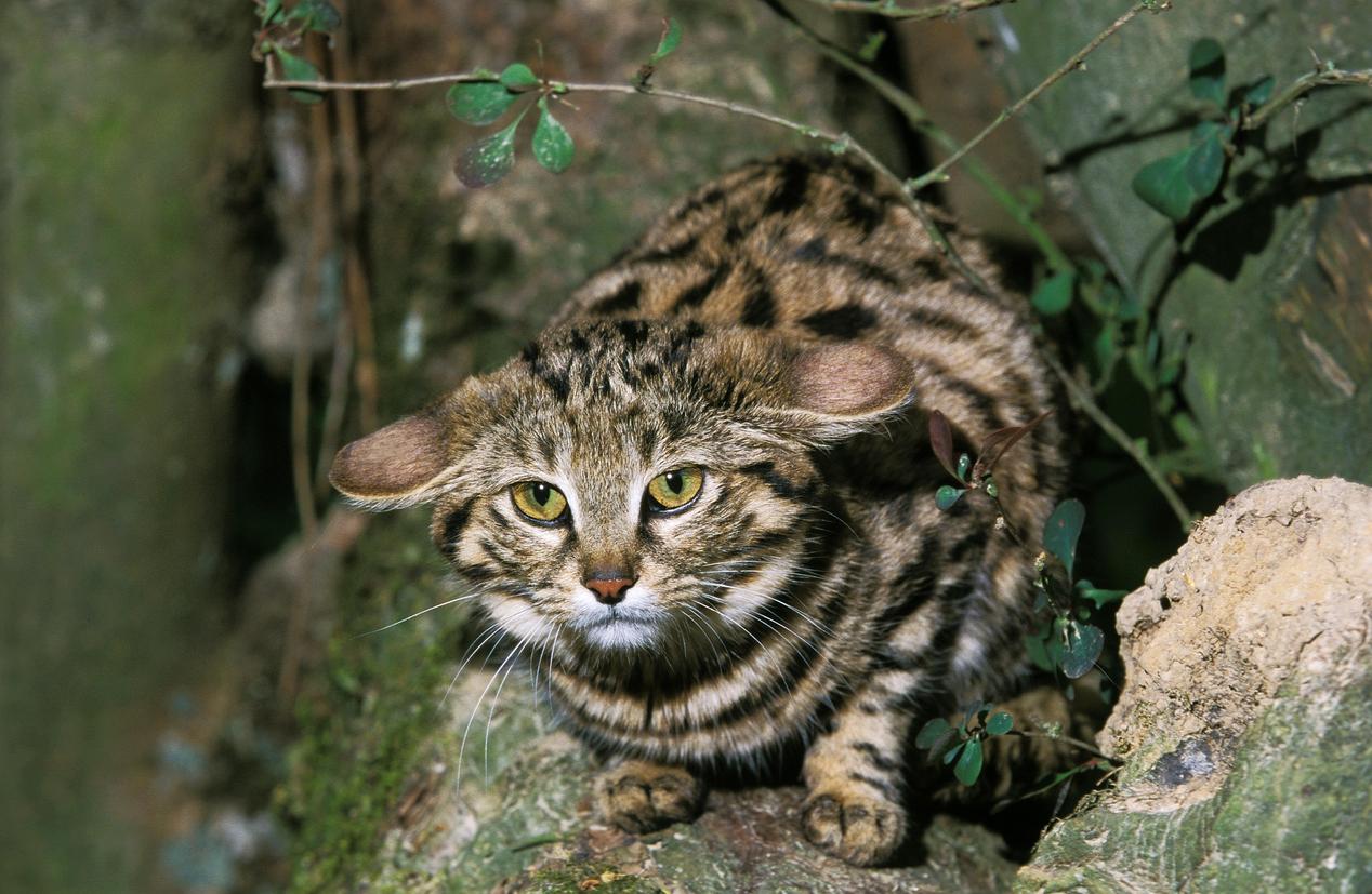 A black-footed cat with a tan and black spotted coat, has its ears pinned back, as it is surrounded by a green plant and rocks in the wild.