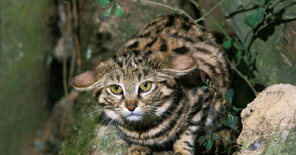 A Black Footed Cat As a Pet? Experts Say You Not Buy These Cats A Black Footed Cat As a Pet? Experts Say You Not Buy These Cats