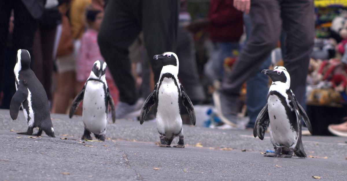 Penguin Town