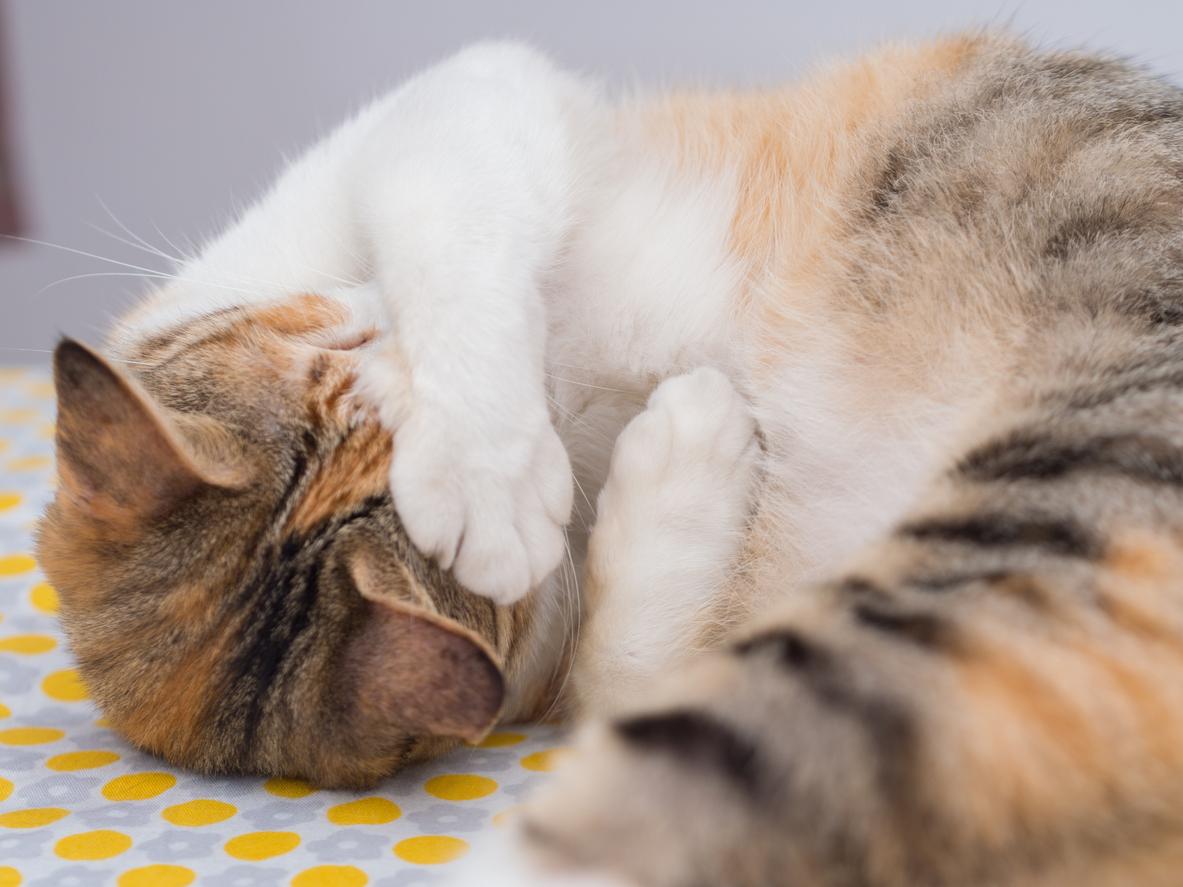 A gray and orange and white striped cat covers her face with her paw while she curls in a ball and sleeps.