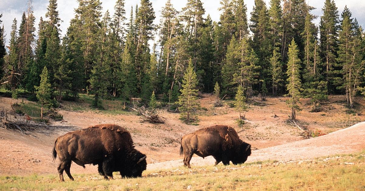 Two bison grazing in a field. 