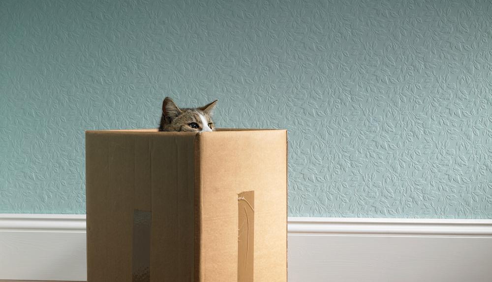 Why Do Cats Like Cardboard? The Reasons Are Fashinating