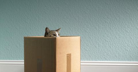 Cat in a Cardboard Box