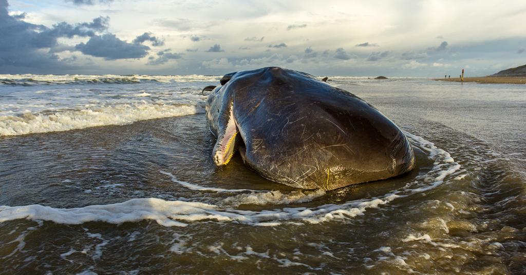 Why Do Whales Beach?