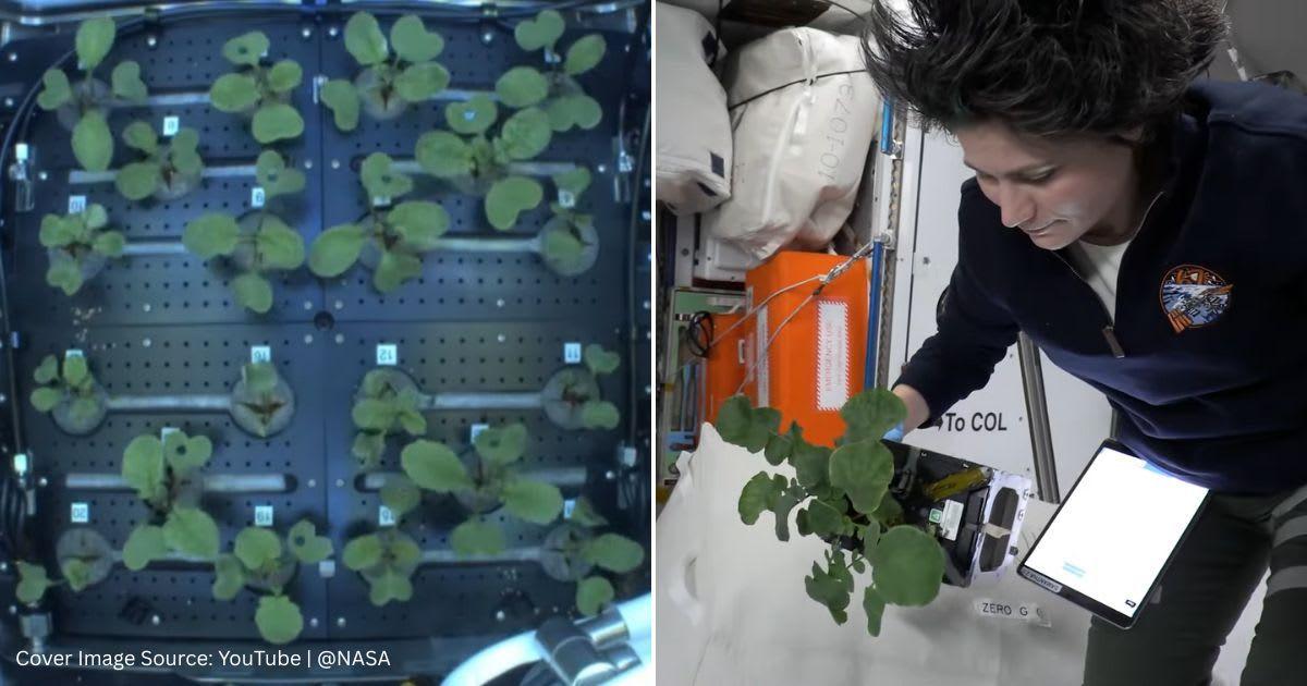 Screenshots of an astronaut growing plants in space. (Cover Image Source: YouTube | @NASA)