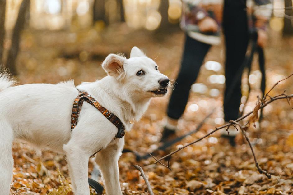 Anxious dog on a leash in the woods