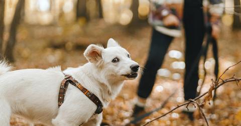 Anxious dog on a leash in the woods