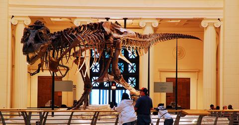 Sue the T. rex on display at Field Museum in Chicago, Illinois