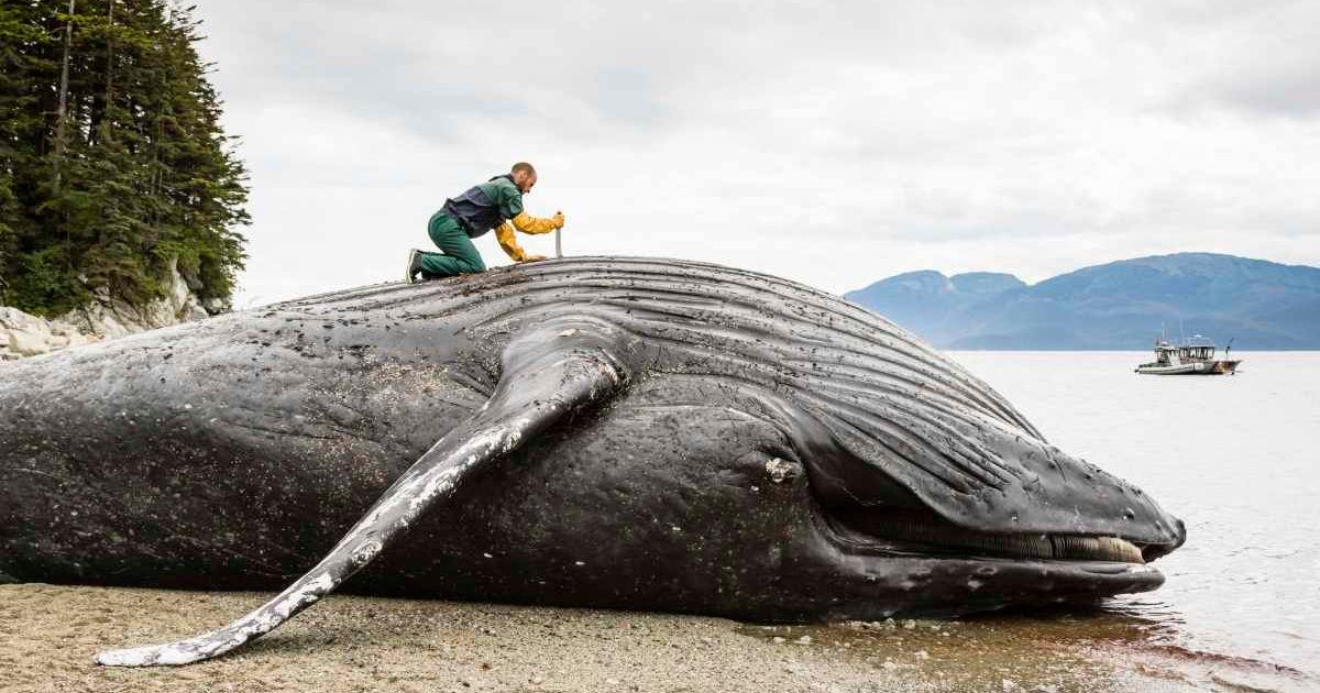 A scientist examining the carcass of a gray whale that washed up on the shore. (Representative Cover Image Source: Getty Images | Andrew Peacock)