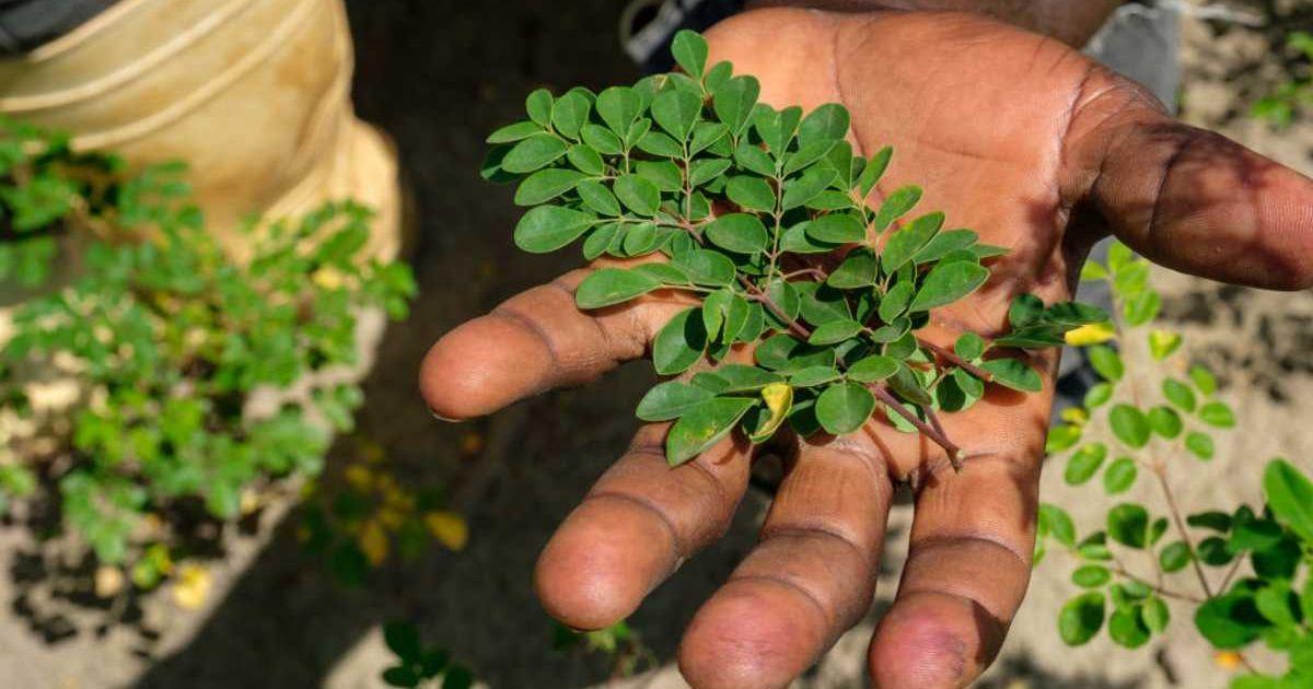 A man showing fresh moringa leaves. (Representative Cover Image Source: Getty Images | Camille Delbos)