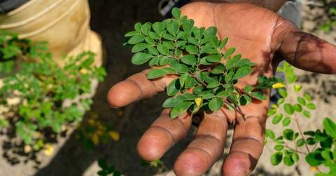 A man showing fresh moringa leaves. (Representative Cover Image Source: Getty Images | Camille Delbos)