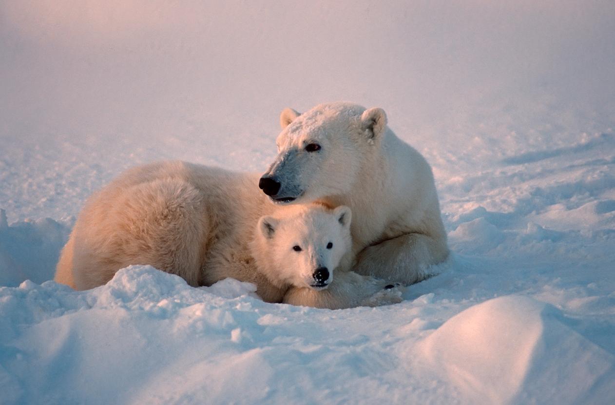 A mother polar bear cuddles with her cub on the frozen Canadian tundra.