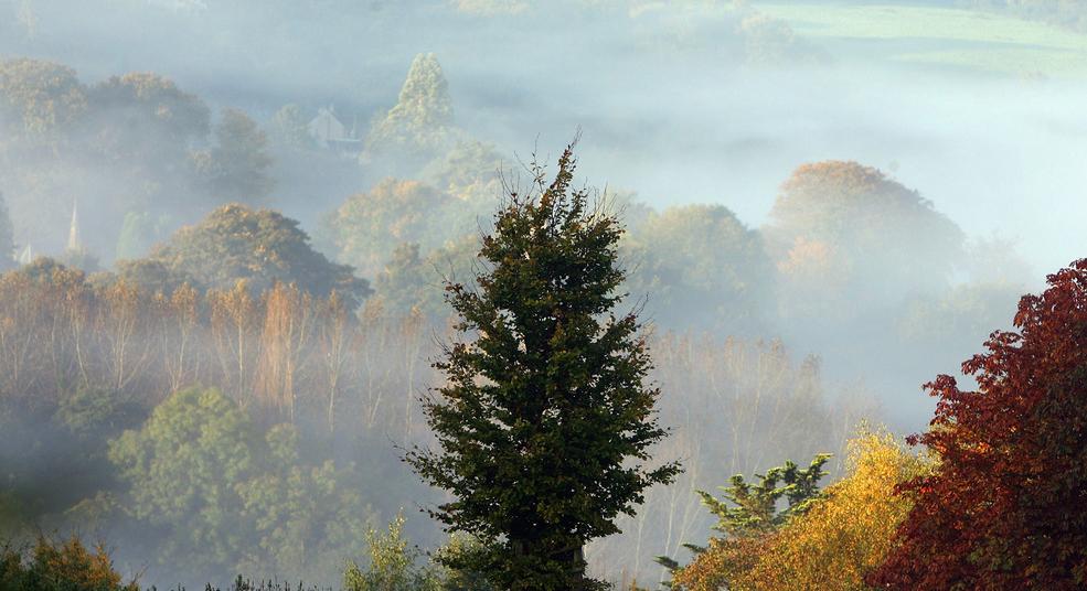 How Do Trees Make Oxygen? Photosynthesis Is Essential