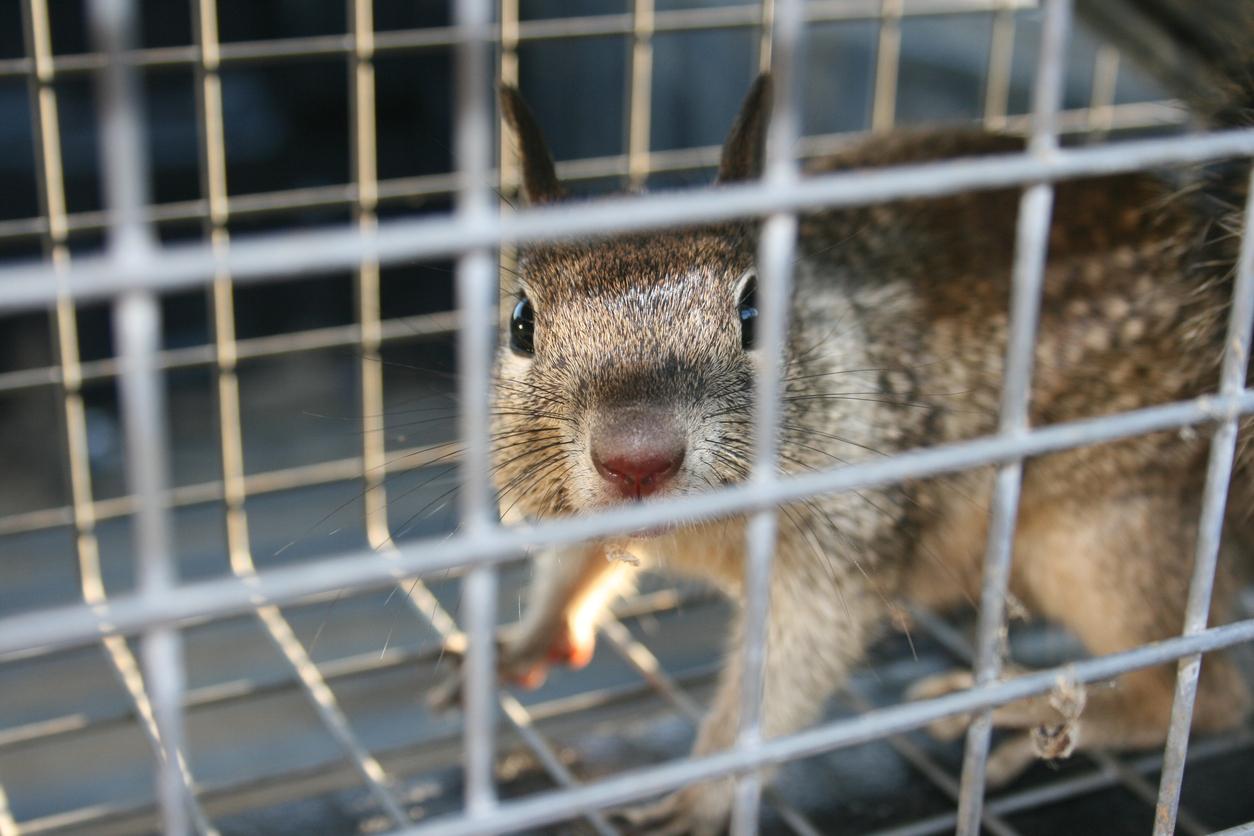 A squirrel is pictured inside a wired live-capture trap.