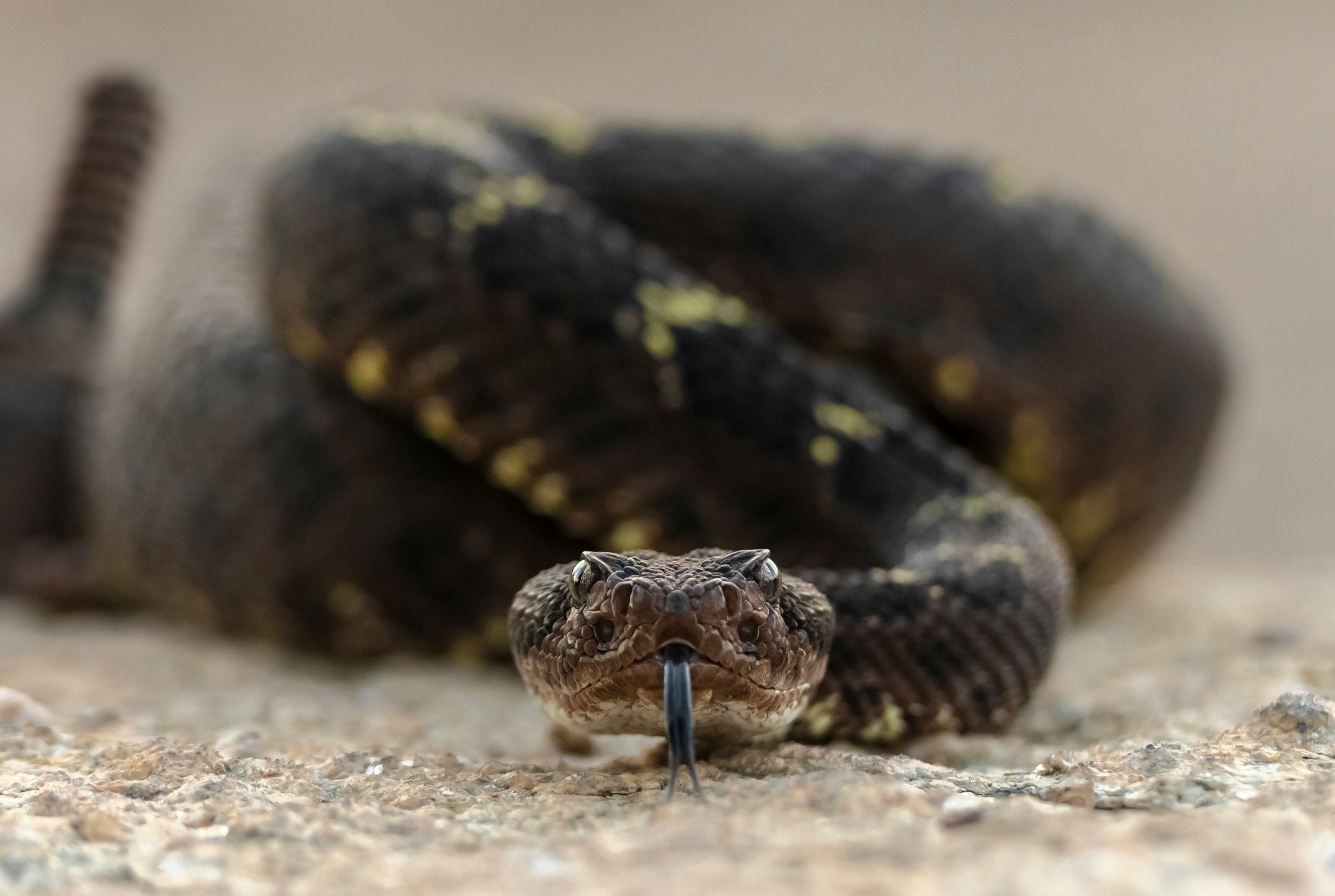 A rattlesnake is pictured close up.