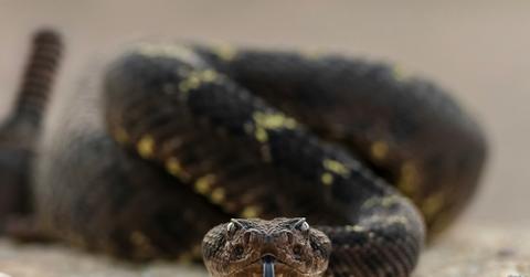 A rattlesnake is pictured close up.