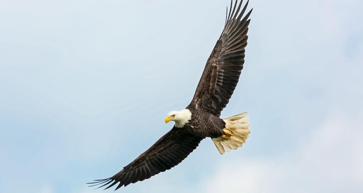 What Happens if Someone Kills a Bald Eagle?