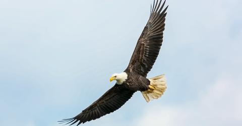 What Happens if Someone Kills a Bald Eagle?