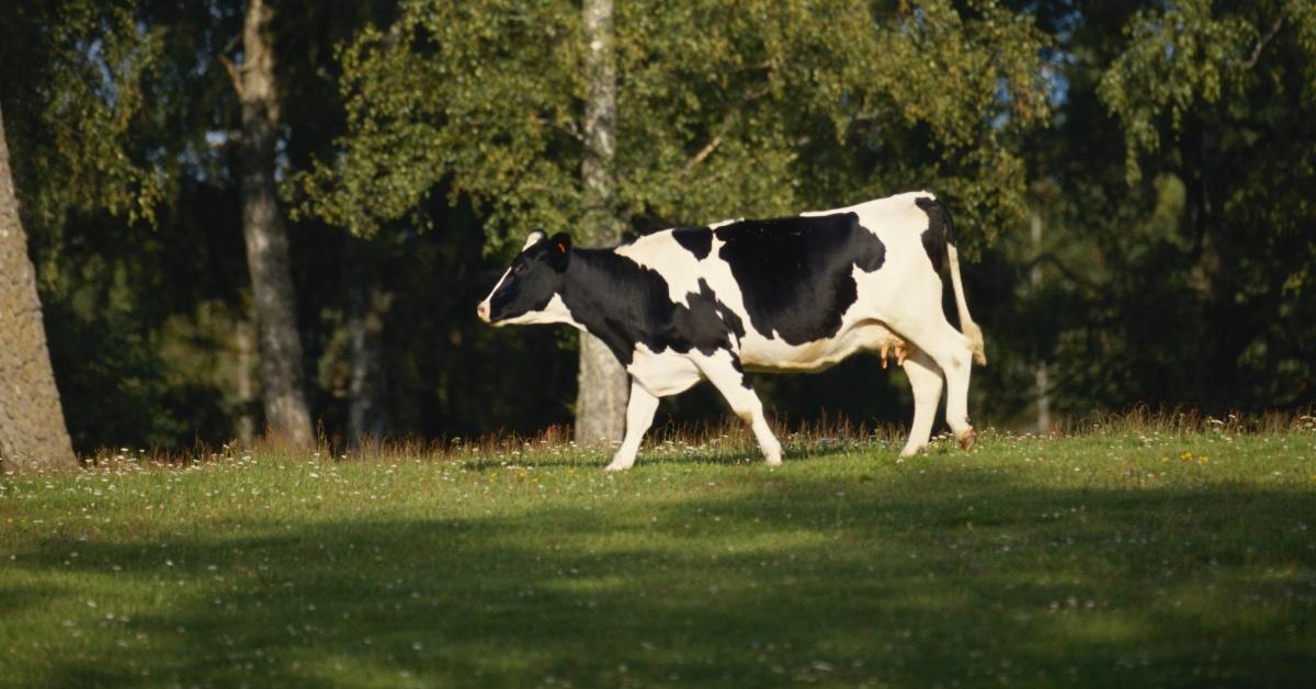 A cow walks through a pasture.