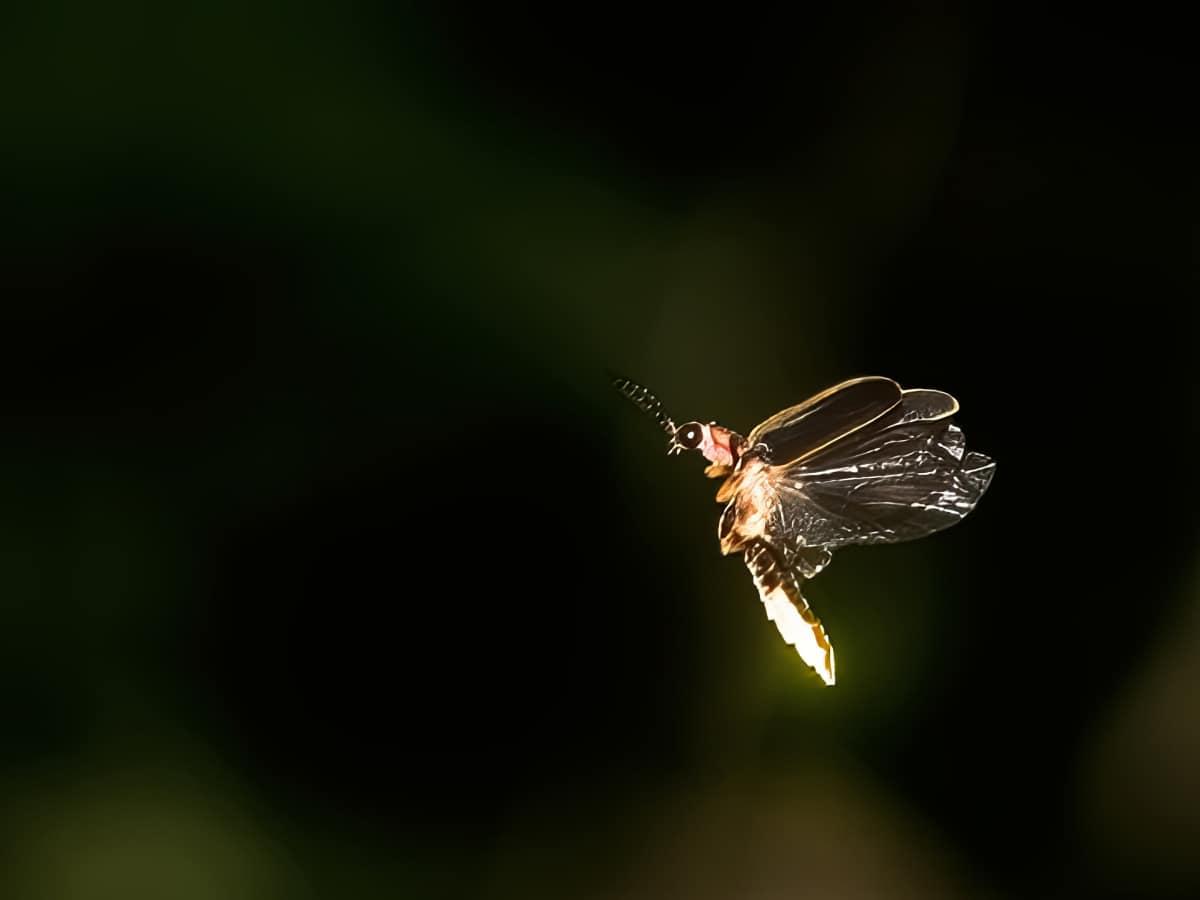 pn/aae b cb b abdcdddd