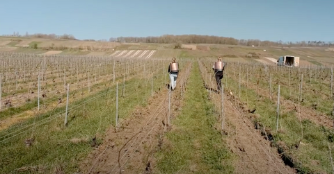 Champagne Piot-Sevillano Vineyard