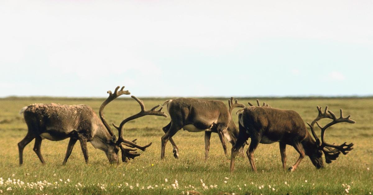 Reindeer Grazing