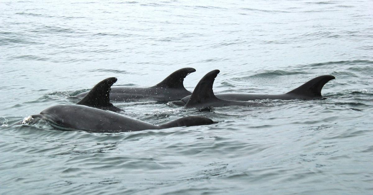 A pod of dolphins swims happily. 