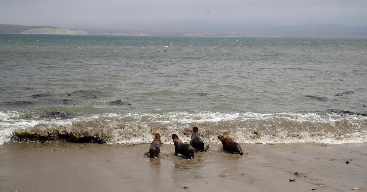 Sea Lions Suffering From Domoic Acid Poisoning Across Southern California