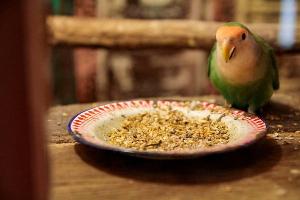 pn/bbae ff cbd b ddbaf