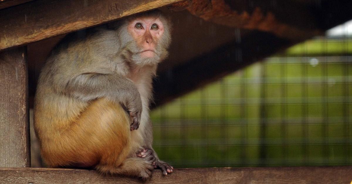 Rhesus macaques monkey