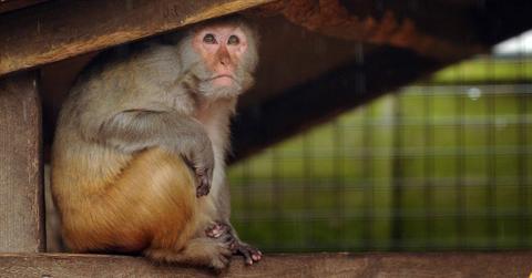 Rhesus macaques monkey