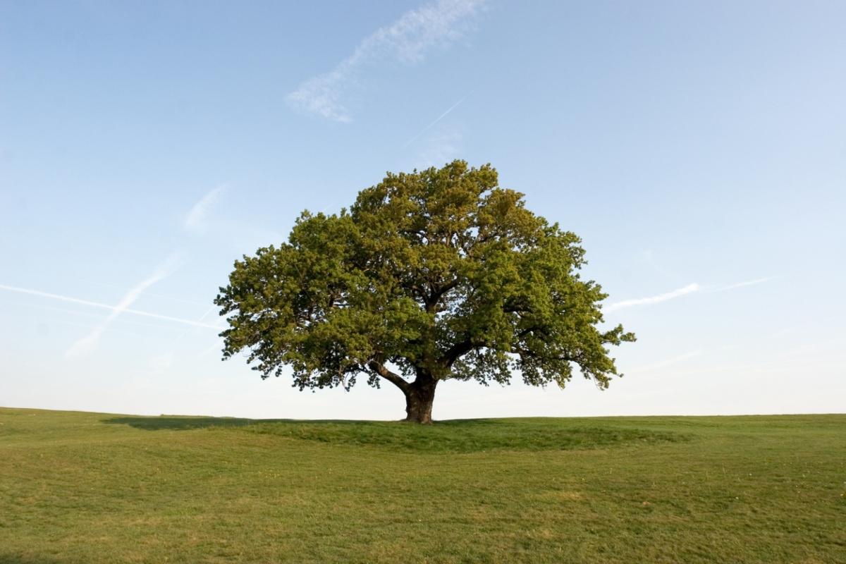 Green-leafed oak tree alone in a green field