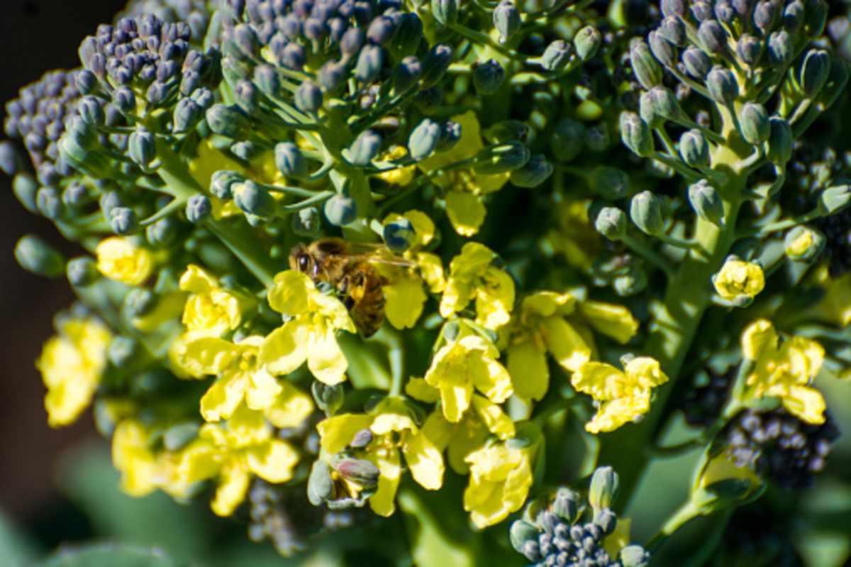 pn/afcdd df f bd fddbe