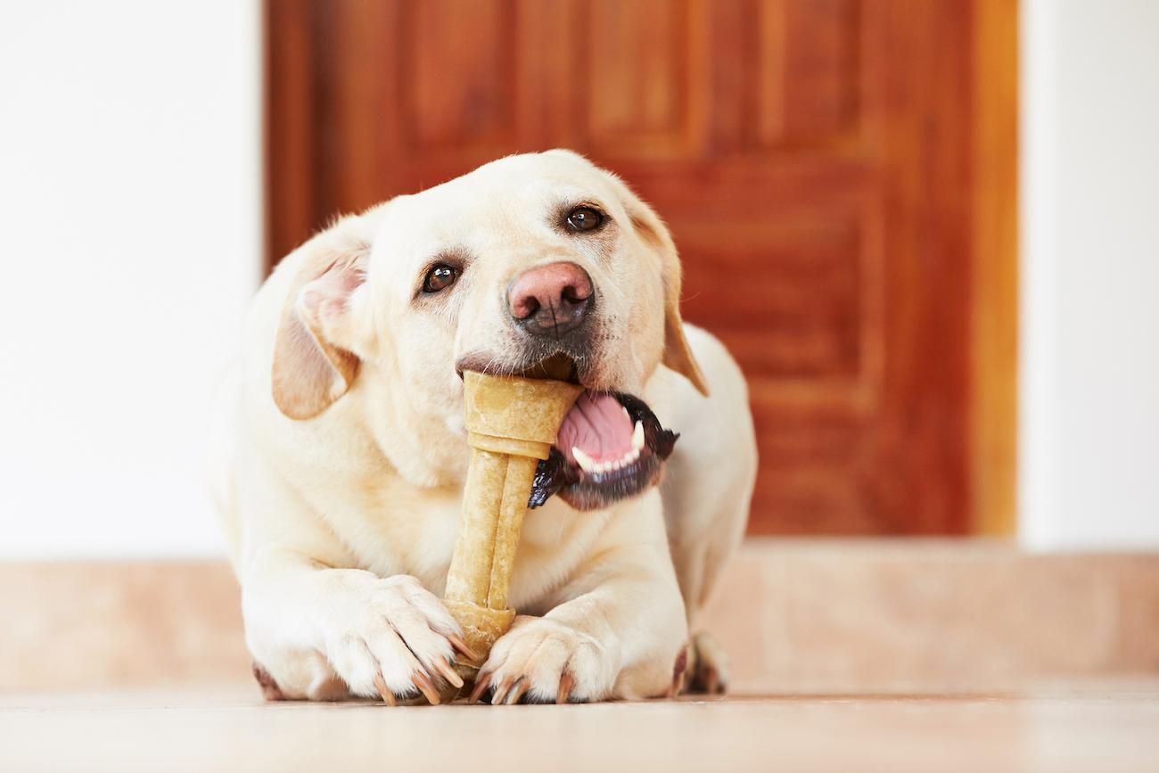 Is Rawhide Bad for Dogs? The Chewy Treats Pose a Few Risks