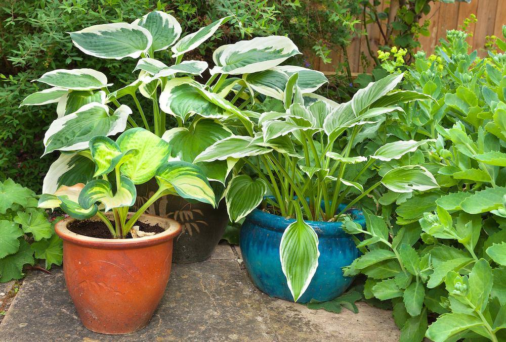 Hostas in containers. 