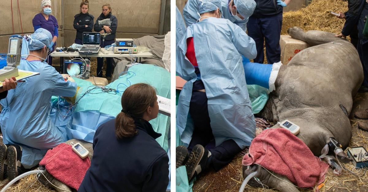 A team of doctors operates on Amara the rhino