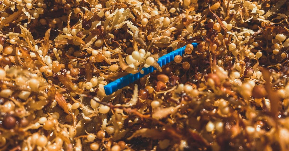 Microplastics wash up on the shore in Bermuda